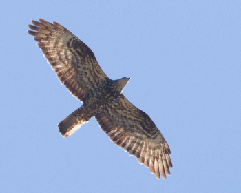 european_honey-buzzard.jpg