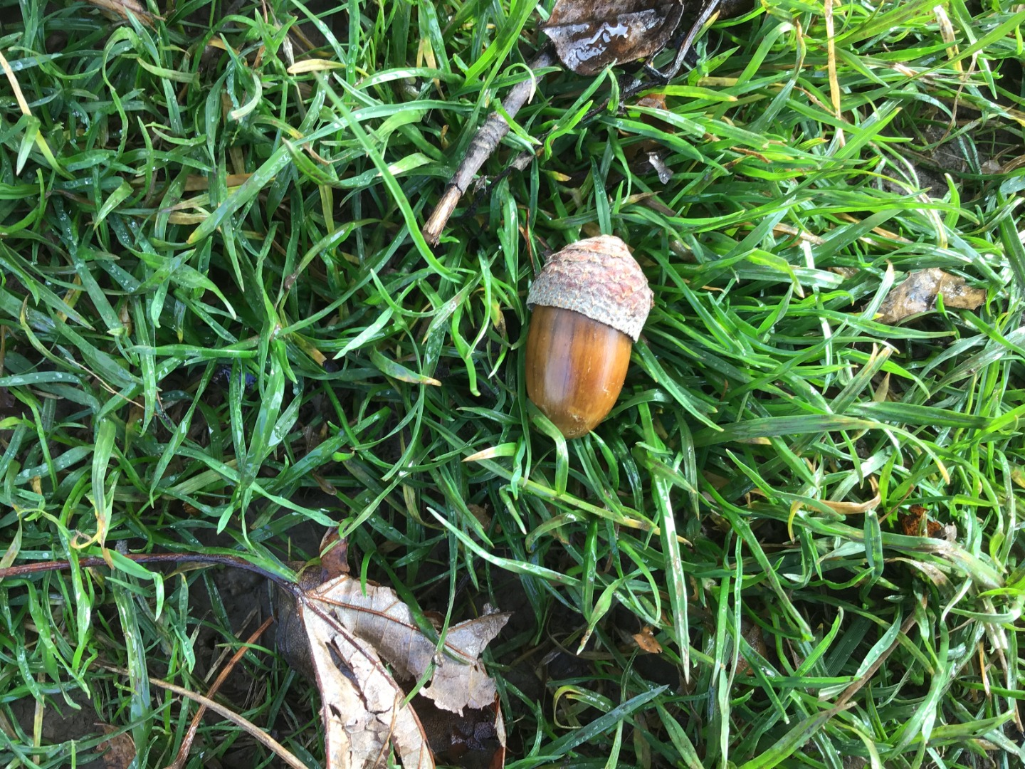 acorn Dragonflies art.jpg