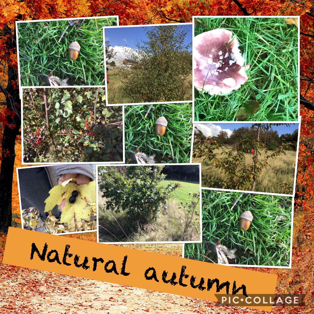 autumn  Dragonlfies.JPG