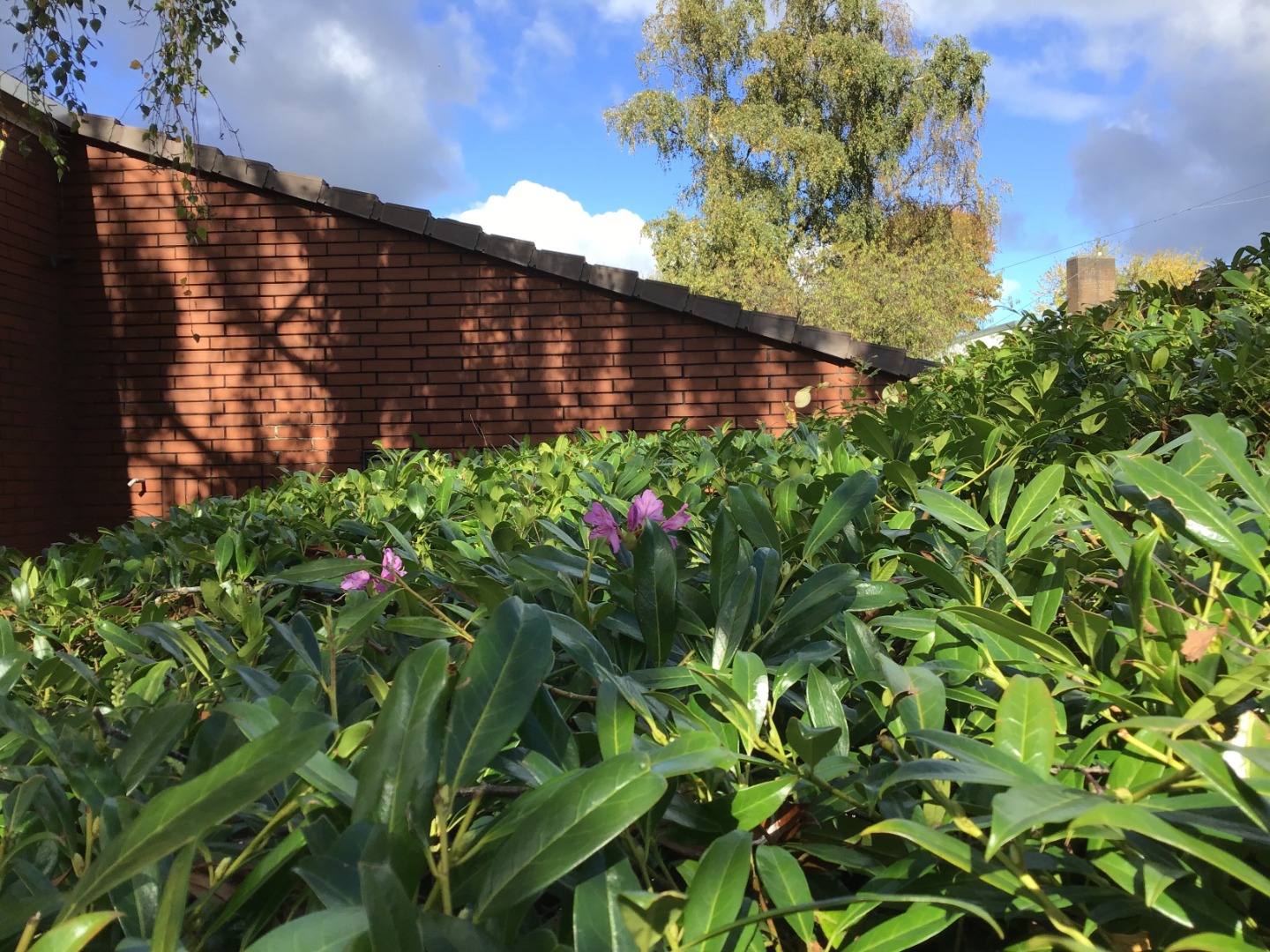 Barn Owls Grwp Glas - Taken by LW.JPG