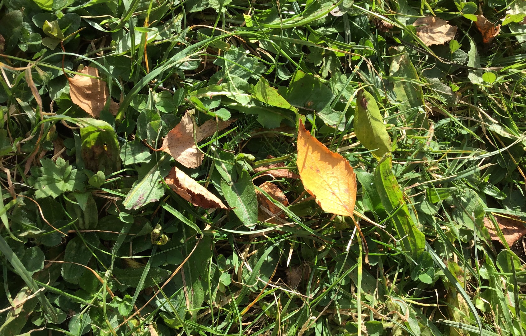 Barn Owls Grwp Gwyrdd - Taken by IN.JPG