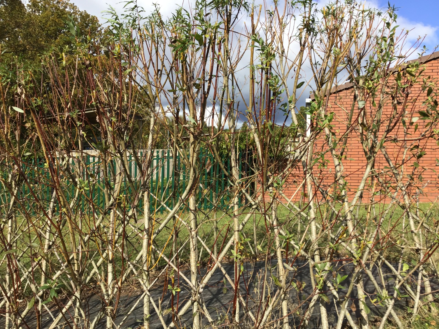 Barn Owls Grwp Melyn - Taken by L-M D-P.JPG