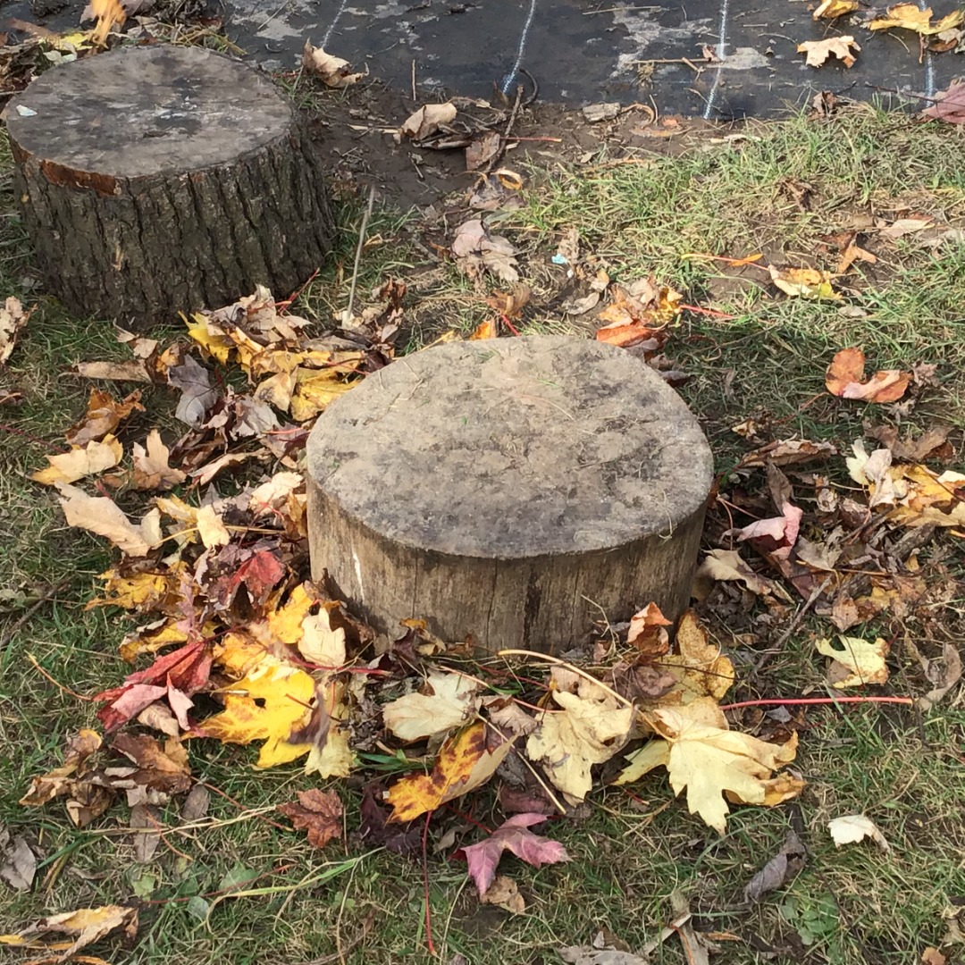 Competition 6 Otters.JPG