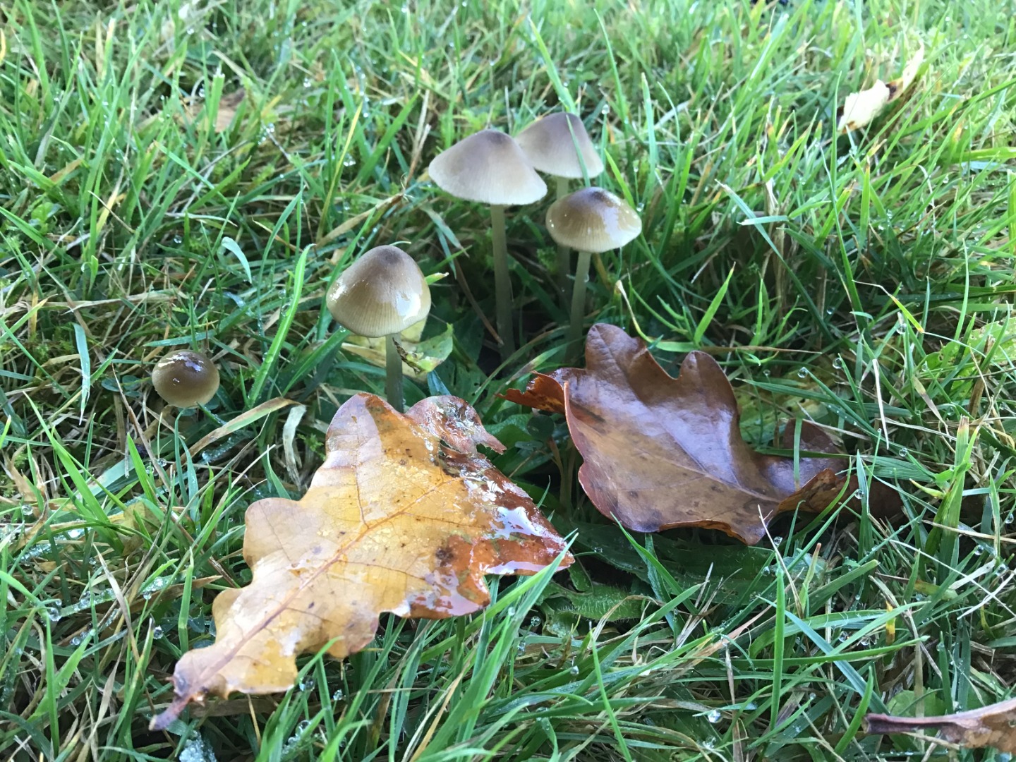 muchrooms2  Dragonflies.jpg