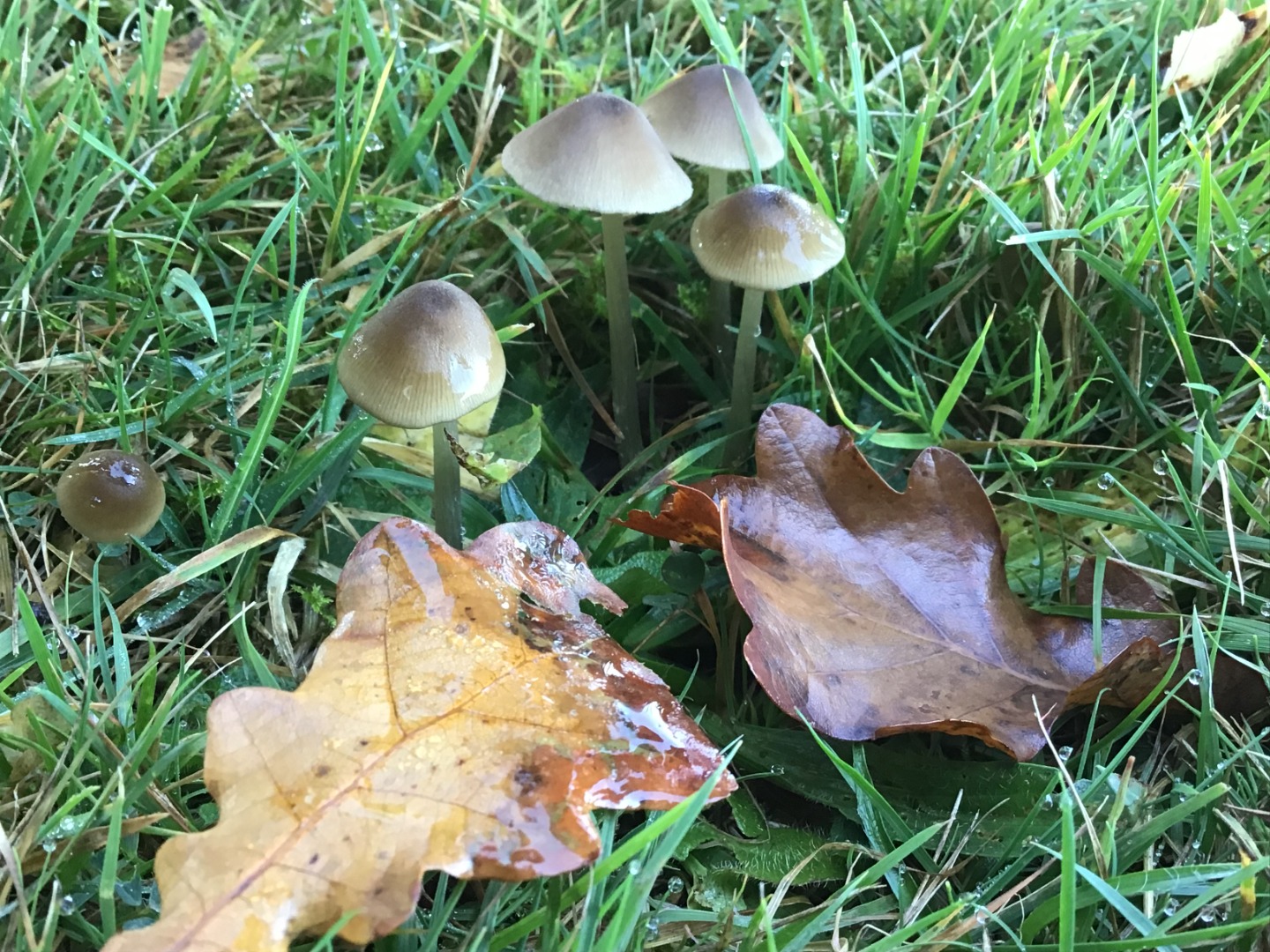 mushroom 2 Dragonflies.jpg