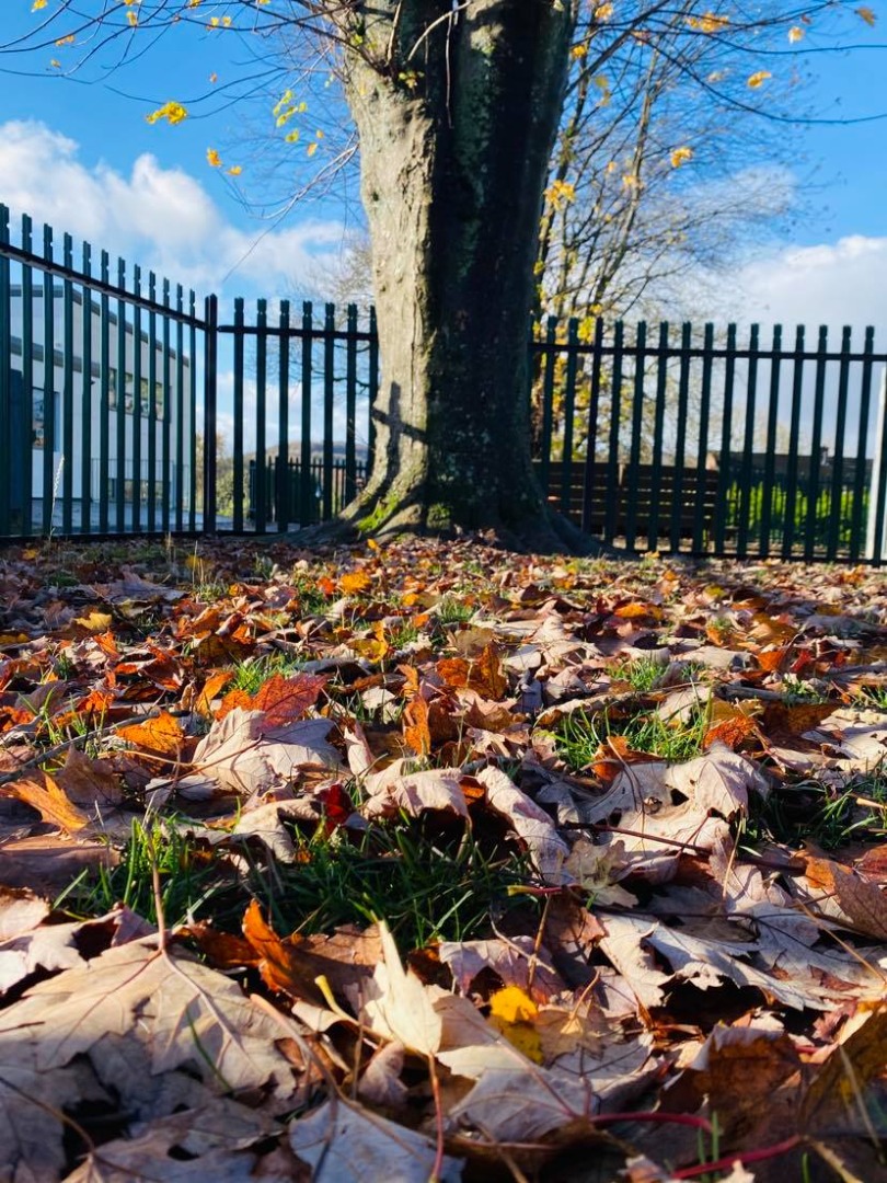 Tawny Owls Autumn picture 4.jpg