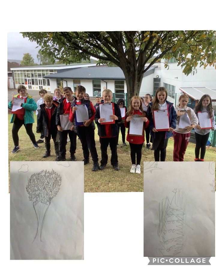 Tawny owls fav trees.jpg